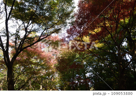 スナップフォト：秋模様8 109053880