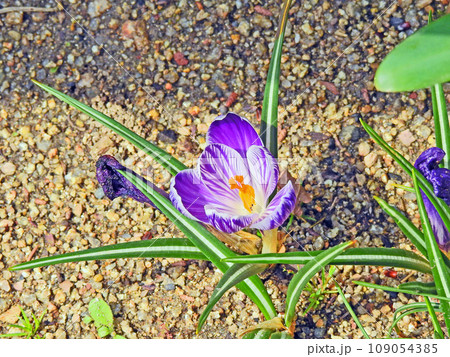 アヤメ科の球根草花紫色の花が咲いたクロッカス アヤメ科の球根草花紫色の花が咲いたクロッカス 109054385