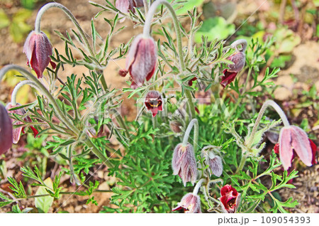 山野に自生する絶滅危惧種の植物オキナグサ 山野に自生する絶滅危惧種の植物オキナグサ 109054393