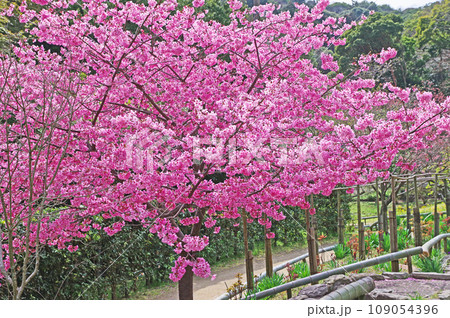美しい桜が咲いた北九州市門司区にある白野江植物公園 109054396