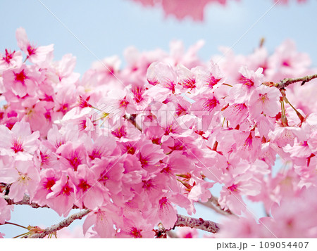 春にピンク色の美しい花が咲いた桜の枝 春にピンク色の美しい花が咲いた桜の枝 109054407
