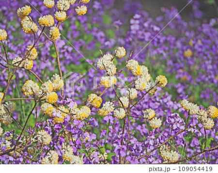 早春に咲いたジンチョウゲ科のミツマタの花とムラサキハナナ 109054419