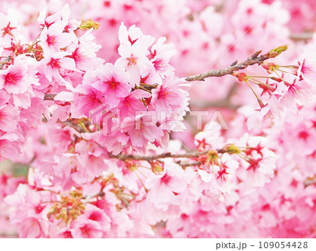 春にピンク色の美しい花が咲いた桜の枝 春にピンク色の美しい花が咲いた桜の枝 109054428