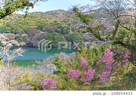 福岡県北九州市小倉南区の桜の名所昭和池公園 109054433
