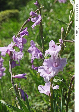まっすぐな茎に整列する花がついた薄紫色のグラジオラス まっすぐな茎に整列する花がついた薄紫色のグラジオラス 109054449