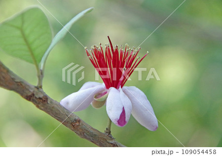 エキゾチックな花が咲いた常緑低木のフェイジョア 109054458