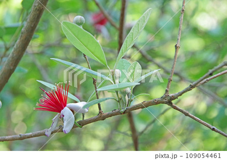 エキゾチックな花が咲いた常緑低木のフェイジョア 109054461