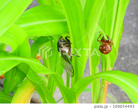 草にとまる昆虫クマゼミとそばにあるセミの抜け殻 草にとまる昆虫クマゼミとそばにあるセミの抜け殻 109054493