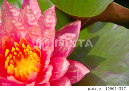 美しく咲いた水生植物ピンク色の睡蓮ワンウィサー 美しく咲いた水生植物ピンク色の睡蓮ワンウィサー 109054537