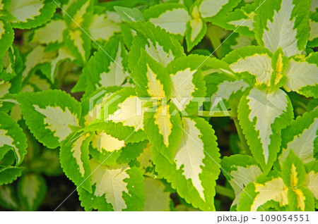 葉を観賞するシソ科の植物コリウス 109054551