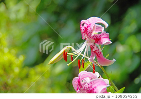夏に咲く鹿の子模様がきれいな花カノコユリ 109054555