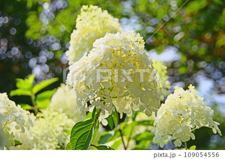 夏に枝先に白い紫陽花のような円錐状の花が咲くノリウツギ 夏に枝先に白い紫陽花のような円錐状の花が咲くノリウツギ 109054556