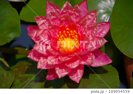 美しく咲いたピンク色の水生植物スイレンの花 美しく咲いたピンク色の水生植物スイレンの花 109054559