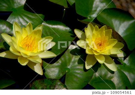 美しい黄色の花が咲いた水生植物のスイレン 美しい黄色の花が咲いた水生植物のスイレン 109054561