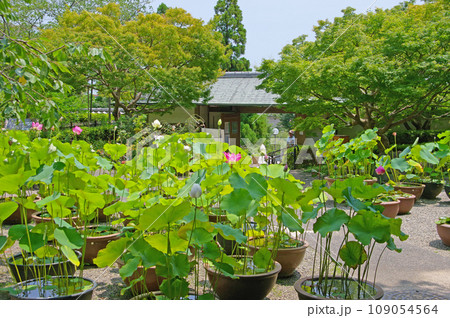 鉢植えの蓮が並ぶ北九州市門司区の白野江植物公園の入り口 鉢植えの蓮が並ぶ北九州市門司区の白野江植物公園の入り口 109054564