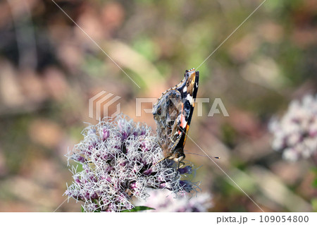 フジバカマの花から吸蜜するアカタテハ蝶（自然光・マクロレンズ接写） 109054800