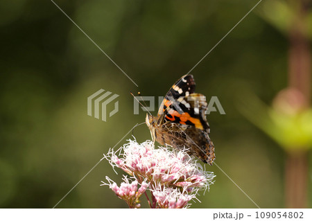 フジバカマの花から吸蜜するアカタテハ蝶（自然光・マクロレンズ接写） 109054802