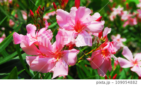 キョウチクトウの花のある風景 キョウチクトウの花のある風景 109054882