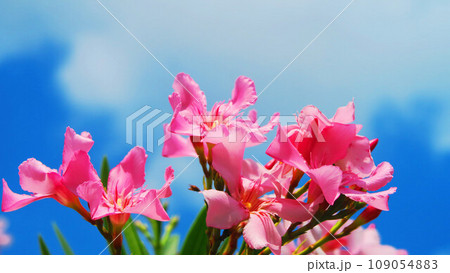 キョウチクトウの花のある風景 109054883