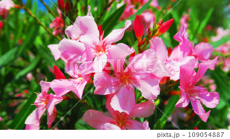キョウチクトウの花のある風景 109054887