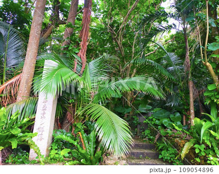 米原のヤエヤマヤシ群落 109054896