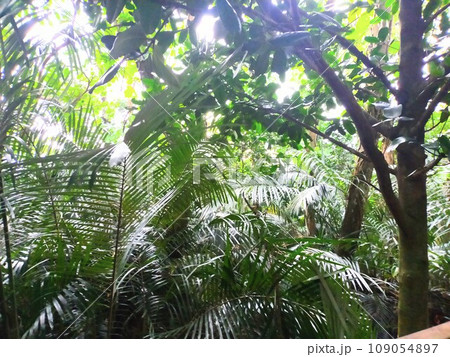 米原のヤエヤマヤシ群落 109054897