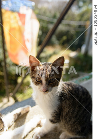 痩せた野良猫　ポートレート 109054994