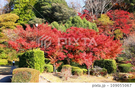 西渓公園の紅葉 西渓公園の紅葉 109055067