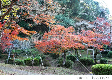 西渓公園の紅葉 109055072