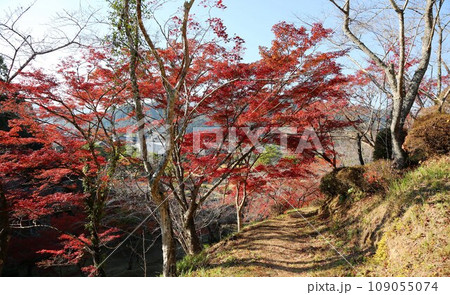 西渓公園の紅葉 109055074