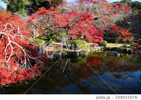 西渓公園の紅葉 109055076