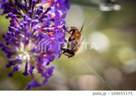 Nature's Pollinator at Work 109055175