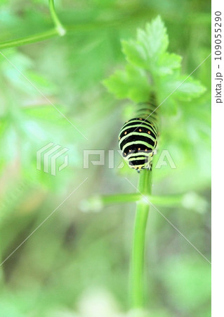 【家庭菜園／イタリアンパセリ】パセリを食べるキアゲハの幼虫 109055290