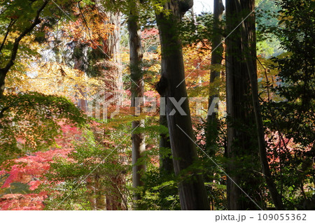 色鮮やかな長寿寺の紅葉 109055362