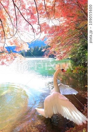【南アルプス】　伊奈ヶ湖での紅葉と白鳥 109055600