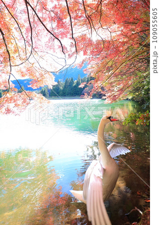 【南アルプス】 伊奈ヶ湖での紅葉と白鳥 【南アルプス】 伊奈ヶ湖での紅葉と白鳥 109055605