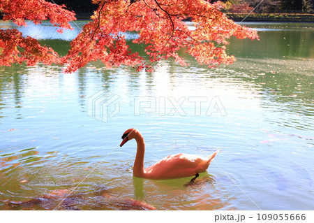 【南アルプス】　伊奈ヶ湖での紅葉と白鳥 109055666
