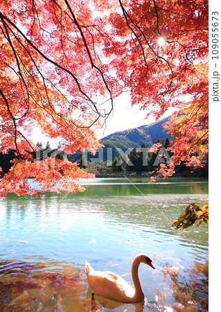 【南アルプス】　伊奈ヶ湖での紅葉と白鳥 109055673