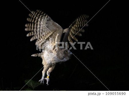 シマフクロウ シマフクロウ 109055690