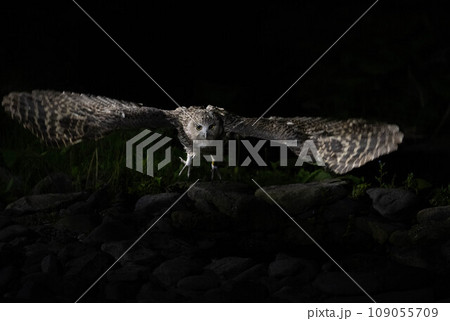 シマフクロウ シマフクロウ 109055709