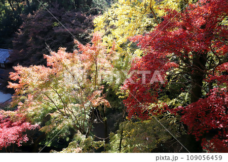 書写山円教寺 摩尼殿からの紅葉(兵庫県 姫路市) 書写山円教寺 摩尼殿からの紅葉(兵庫県 姫路市) 109056459