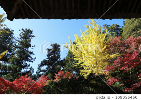 書写山円教寺 摩尼殿からの紅葉(兵庫県 姫路市) 書写山円教寺 摩尼殿からの紅葉(兵庫県 姫路市) 109056460