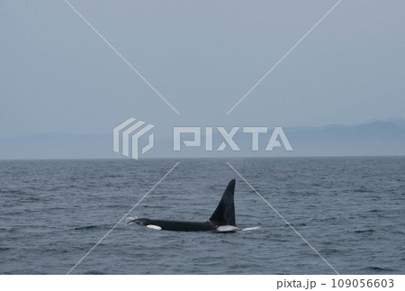 知床連山とシャチ 109056603