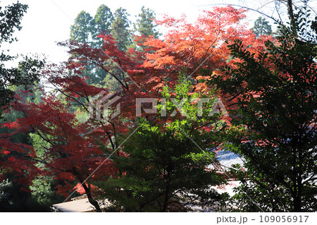 書写山円教寺 参道の紅葉(兵庫県 姫路市) 書写山円教寺 参道の紅葉(兵庫県 姫路市) 109056917