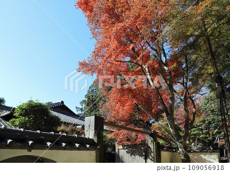 書写山円教寺 参道の紅葉(兵庫県 姫路市) 書写山円教寺 参道の紅葉(兵庫県 姫路市) 109056918