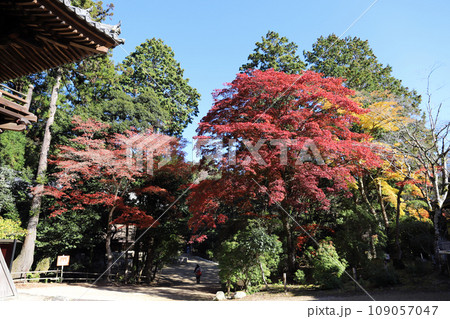 書写山円教寺 榊原家廟所付近風景(兵庫県 姫路市) 書写山円教寺 榊原家廟所付近風景(兵庫県 姫路市) 109057047