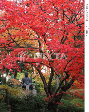 京都　栄摂院の紅葉 109057365