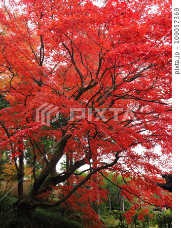 京都 栄摂院の紅葉 京都 栄摂院の紅葉 109057369