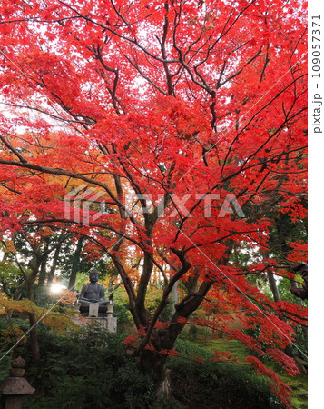 京都 栄摂院の紅葉 京都 栄摂院の紅葉 109057371