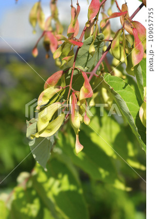 Tree of heaven 109057755
